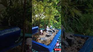 Creating a Stunning Cedrus Deodara Forest Bonsai  Miniature Tree Art bonsai [upl. by Weiner]