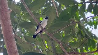 BIGODINHO CANTANDO NA NATUREZA [upl. by Emyam]