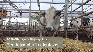 Molle Pleun een koe van achttien jaar let op slachting in beeld [upl. by Dougie]