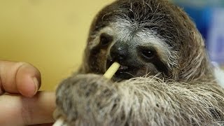 Dinner Time for Baby Sloth [upl. by Jilleen]