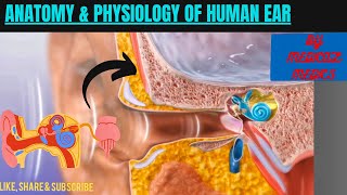 Anatomy amp Physiology of Ear  Working of Human Ear  Medical Animation [upl. by Shep]