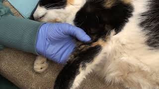 Elbow luxation reduction for veterinarians [upl. by Nosmas]