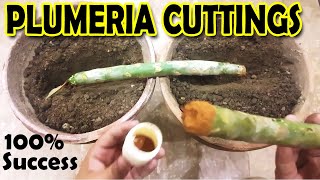 HOW TO GROW PLUMERIA FROM CUTTINGS  PLUMERIA PROPAGATION  Sprouting Seeds [upl. by Lussier]