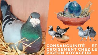 Consanguinité et croisement chez le pigeon voyageur [upl. by Aninad305]