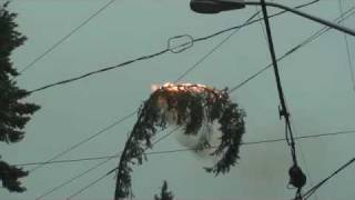 Tree Limb Explosion Overhead Electrical Lines [upl. by Joiner958]