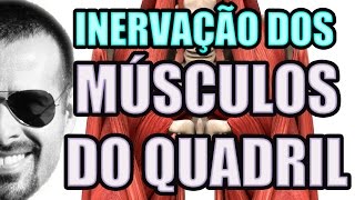 Vídeo Aula 117  Anatomia Humana  Sistema Muscular Inervação dos Músculos do Quadril [upl. by Anailil]