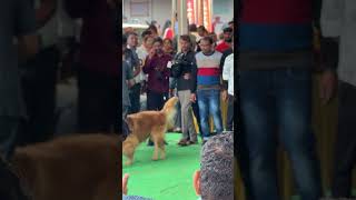 MP Sudha Murthy pet dog Gopi at Dasara dog show mysoredasara2024 sudhamurty goldenretriever [upl. by Zeidman]