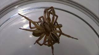 Huntsman vs Wolf Spider Who is stronger [upl. by Nisa]