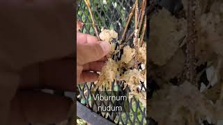 Results of Rooting Viburnum nudum from Stem Cuttings [upl. by Nimrak491]