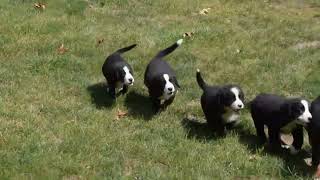 Labernese Puppies For Sale [upl. by Pavkovic]