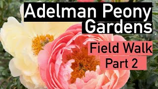 Adelman Peony field walk part 2 peony paeonia peonies flowerlover flower gardening perennial [upl. by Lraed]