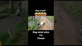 dog vs bull😂😂🤣🤣  SHARAN ART AND EDITING shorts dog mind voice Im pavam [upl. by Vivien]