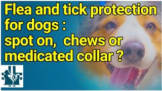 Flea and tick protection for dogs  spot on chews or medicated collar [upl. by Winters]