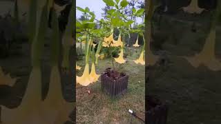 brugmansia flowers [upl. by Adelaida]