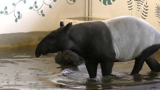 Port Lympne Tapir Experience  my second favourite animal [upl. by Lubin785]