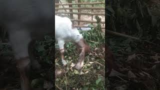 kombinasi kulit singkong amp kulit pisang solusi pakan tambahan bernutrisi tinggisalamngarit [upl. by Py399]