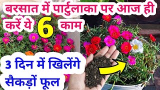 Portulaca plant care for rainy season Moss rose plantBest homemade fertilizer for portulaca [upl. by Velleman]