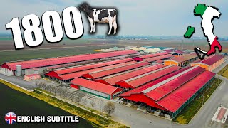 BIG DAIRY FARM XL 🇮🇹 Il passe de 900 à 1800 Vaches 🐄💨 [upl. by Yewed]