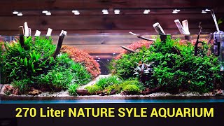 720 Liter Nature Style Aquarium [upl. by Eelinej]