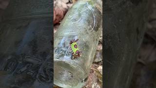 SADDLEBACK CATERPILLAR GUARDING OLD DR PEPPER BOTTLE explore nature drpepper [upl. by Maples]