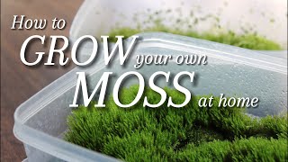 2 Ways to Grow your own Moss at Home [upl. by Browne]