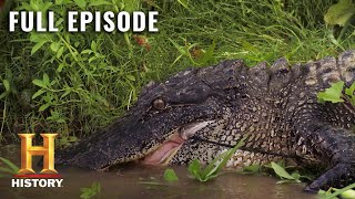 Swamp People GATOR INVASION THREATENS ALL S10 E1  Full Episode  History [upl. by Frost]