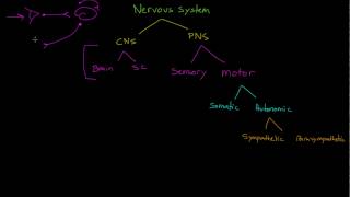 Sensory Neurons Interneurons and Motor Neurons [upl. by Leahcimdivad]