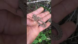 Baby Egg Eater africa snakeconservation wildlife nature snake rescue [upl. by Egief]