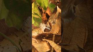 Lizard vs Mantis Wincent EpY9s wildlife nature lizard mantis [upl. by Niawat]