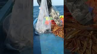 Pesca de los peces Voladores en Alta Mar  cast net fishing on the high seas [upl. by Enytsuj]