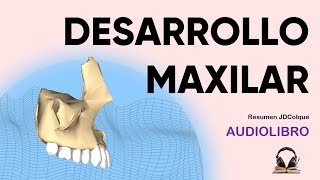 Desarrollo del maxilar superior Audiolibro embriologia [upl. by Aerised981]