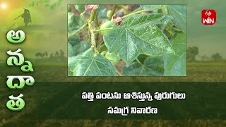 Pest management in cotton at boll forming stage  ETV [upl. by Nunciata]