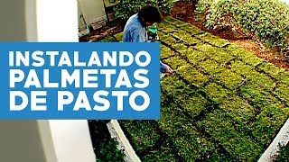 ¿Cómo instalar palmetas de pasto [upl. by Olds]