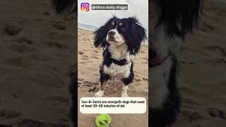 5 Things to Know About CavAJacks Cavalier King Charles Spaniel Jack Russell Terrier Mix [upl. by Brockwell]