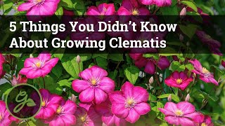 5 Things You Didn’t Know About Growing Clematis  Discover The Secret To Growing Beautiful Vines [upl. by Rubel]