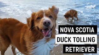 Nova scotia duck tolling retriever PROS and CONS  Dog review 2 [upl. by Neirbo349]