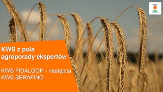 KWS FIDALGOR  następca KWS SERAFINO  KWS z pola AGROPORADY EKSPERTÓW [upl. by Gnuj]