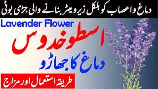 Ustukuddus benefits in urdu  lavender Benefits  itrifal ustukuddus  Hakeem Farhan Nizamani [upl. by Eanahs769]