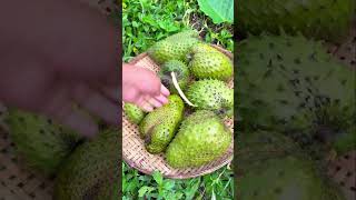 Soursop the healthiest fruit on Earth 💚 [upl. by Tsirc]