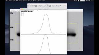 western blot analysis with imageJ [upl. by Lexerd]