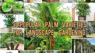 30 Popular Palm plant varieties for landscape gardening  varieties of palm plantpalm plantstypes [upl. by Ynamreg]