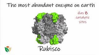 Rubisco The most abundant protein on Earth  Proteins  meriSTEM [upl. by Whitehurst686]