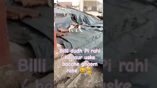 Billi dudh Pi rahi hai aur uske bacche ghoom rahe cat cat lover  baby cat walking cat videos [upl. by Worrad]