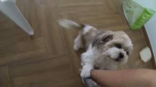 Happy Lhasa Apso Welcomes Owner from Work [upl. by Phaedra51]