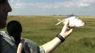 100  Menhaden Facts [upl. by Aihsenod]