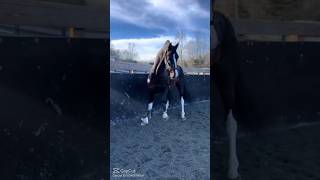 Watch the full video🙃🫠 fashion horse [upl. by Gorlicki]