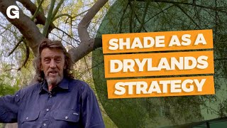 Shade as a Drylands Strategy [upl. by Antonino992]