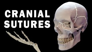 CRANIAL SUTURES ANATOMY [upl. by Urbani]