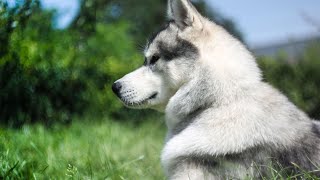 Are Siberian Huskies Suitable for Elderly Individuals [upl. by Robson]