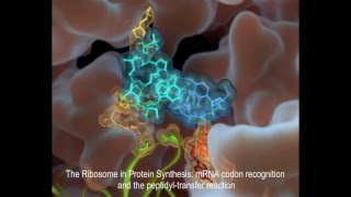 The Ribosome in Protein Synthesis mRNA codon recognition and the peptidyltransfer reaction [upl. by Luella]